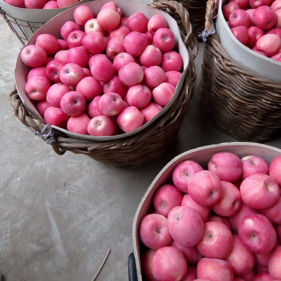 山东烟台苹果红富士80mm农产品大量批发新鲜水果