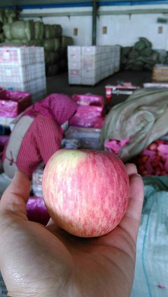 山东烟台红富士苹果75mm一级果农产品批发大量新鲜水果一件代发